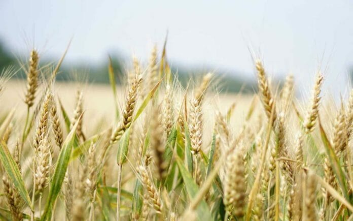 sector agroindustrial sector agroindustrial