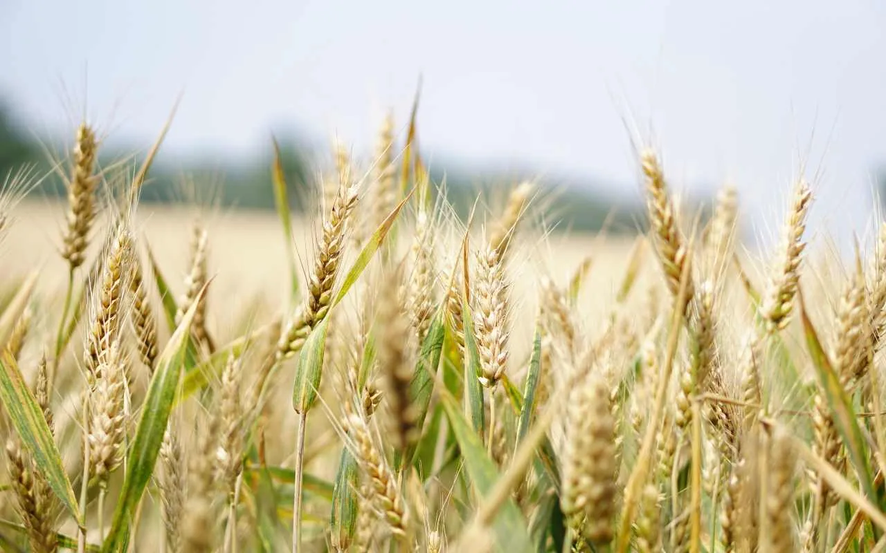 sector agroindustrial