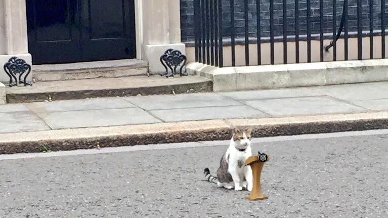 Gato Larry